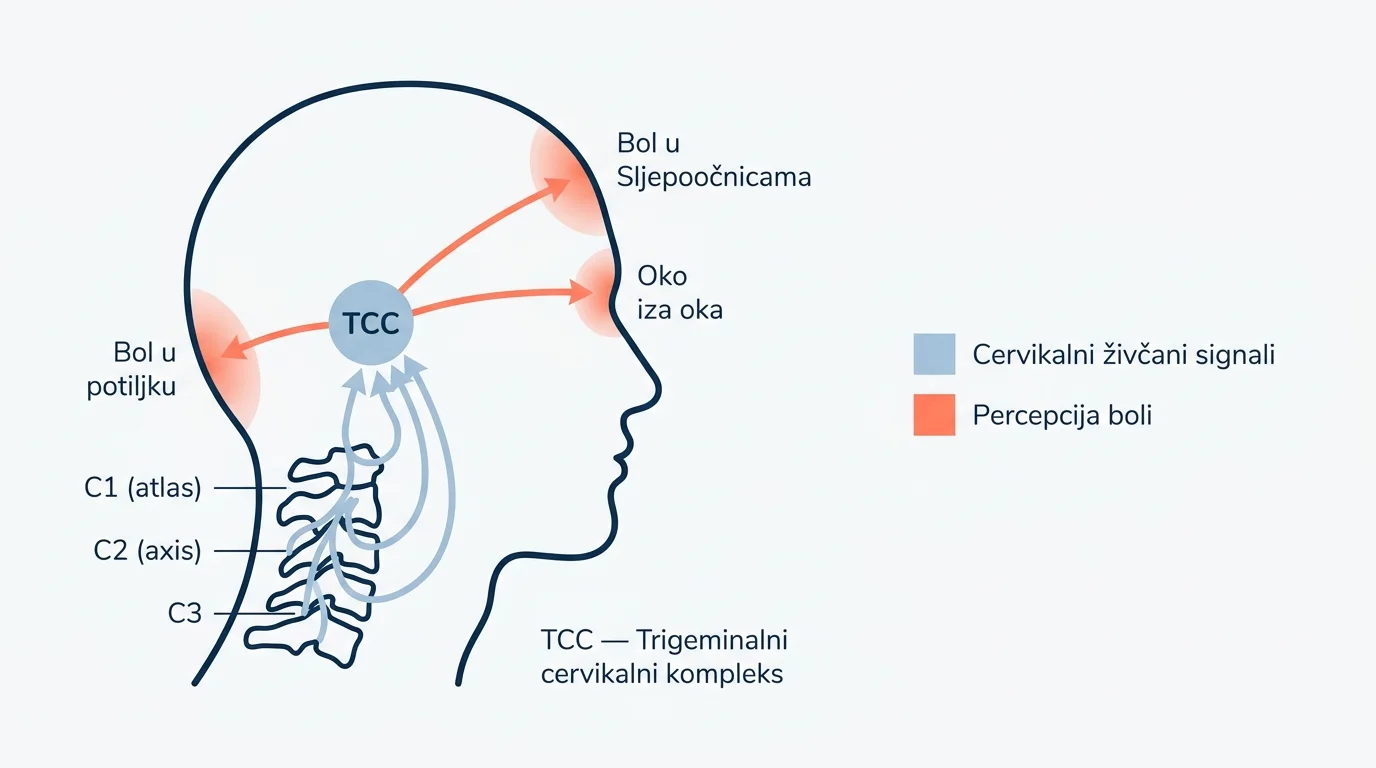 Anatomski dijagram živčanog puta od C1-C2-C3 kralješaka do trigeminalnog kompleksa i boli u glavi