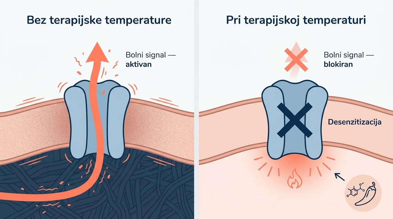 Dijagram aktivacije i desenzitizacije TRPV1 receptora pri terapijskoj temperaturi